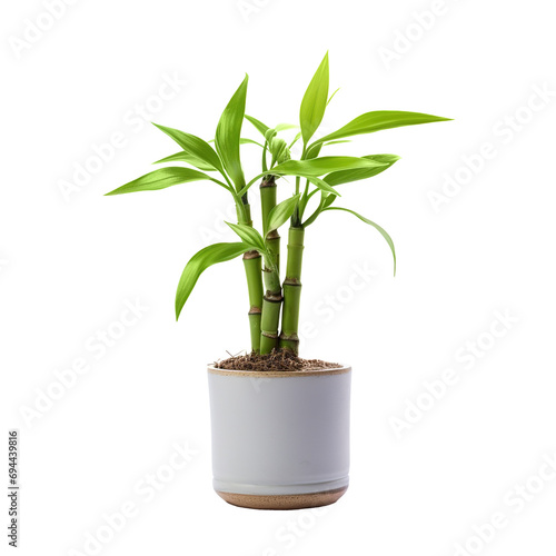 lucky bamboo houseplant in a pot on a transparency background. Png format. photo