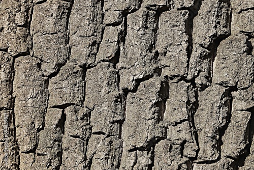 Background, texture, thick, deep cracked tree bark © Ruslan