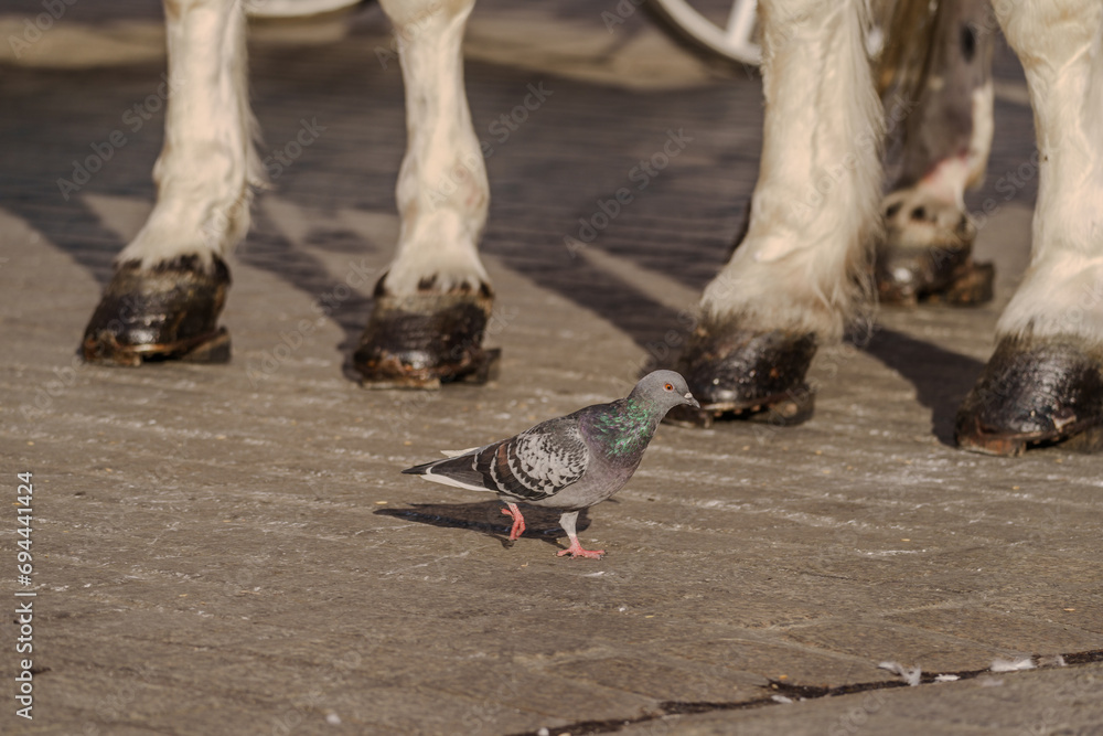 Obraz premium The dove walks boldly past the horses' hooves, symbolizing courage and perseverance. The lighting is natural. Concept of urban wildlife and peaceful coexistence