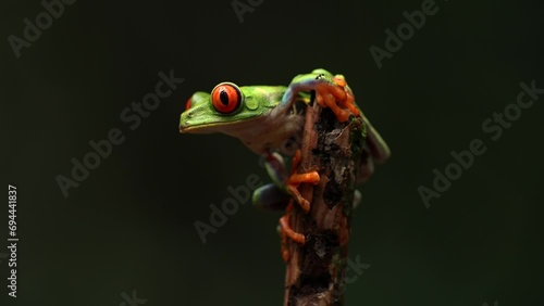 Red-eyed tree frog in Costa Rica  photo