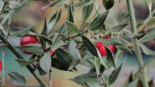 ravvicinato  pianta di pungitopo con bacche rosse  photo