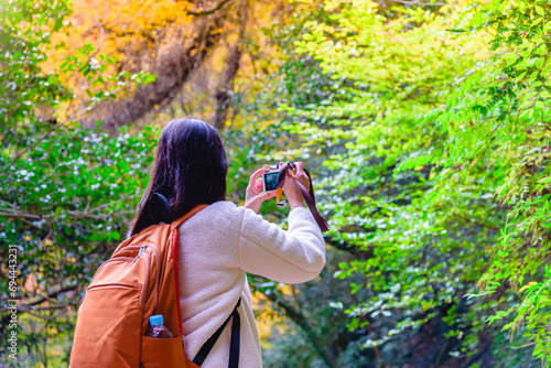Woman traveler with backpack taking a photo of beautiful nature fall foliage tree in autumn season.