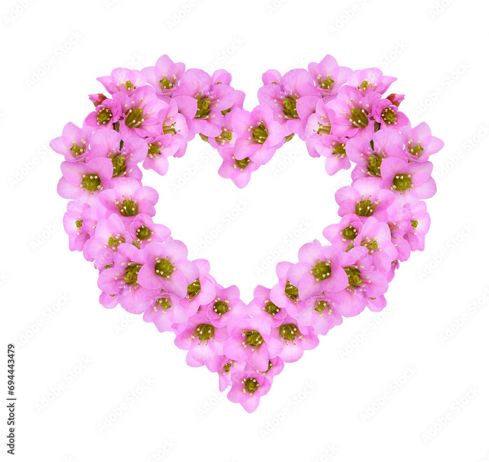 Floral heart with pink flowers of bergenia crassifolia isolated on white or transparent background. Festive arrangement for Valentine Day Floral heart with pink flowers of bergenia crassifolia isolated on white or transparent background. Festive arrangement for Valentine Day