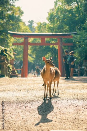 Obraz na plátne Young deer shot in front of torii gate.
