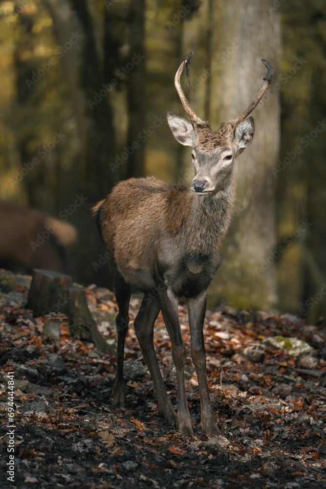 Portrait of Red deer in zoo Portrait of Red deer in zoo