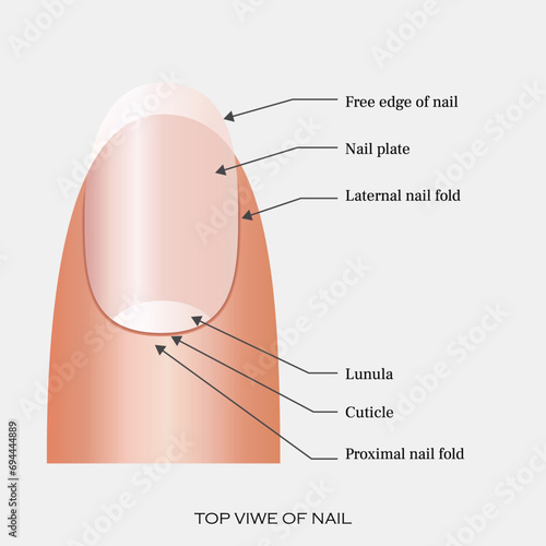 Structure, anatomy, parts of human nail, Fingernail, medical scheme, Isolated on white, vector, illustration, training poster, Diagram, top view,Hyponychium Nail bed Nail Wall Cuticle Lunula,  Labeled photo