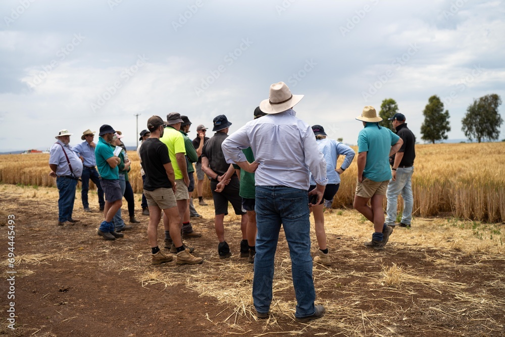 Fototapeta premium group of farmers in a field learning about wheat and barley crops from an agronomist with trial plantings in australia