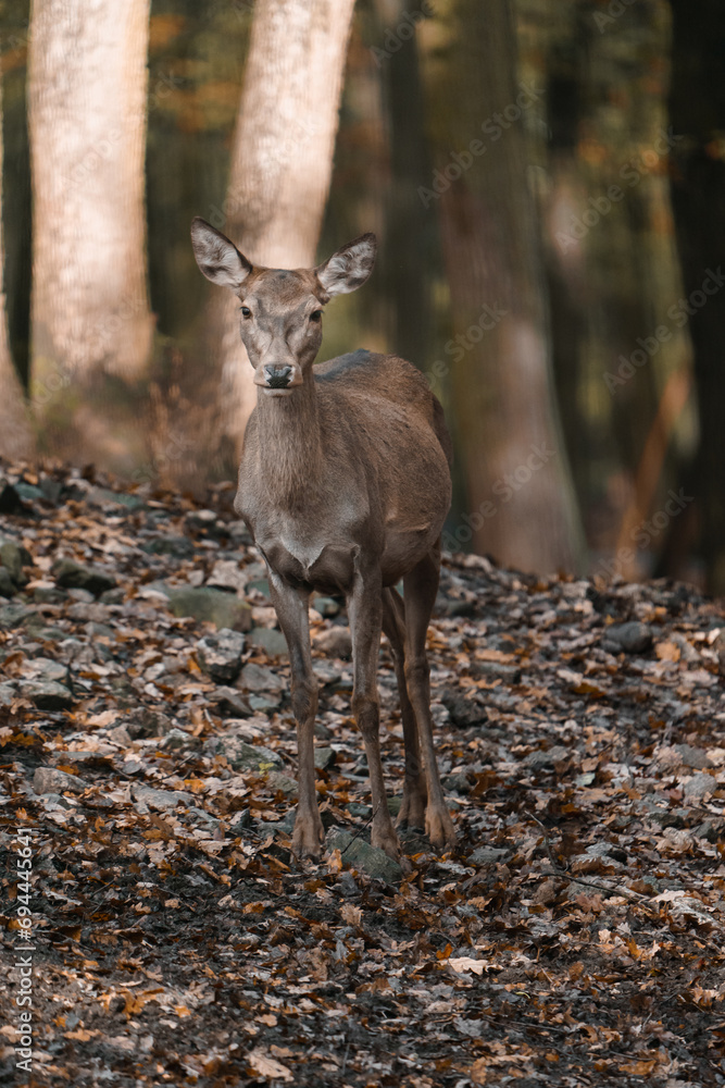 Portrait of Red deer in zoo Portrait of Red deer in zoo