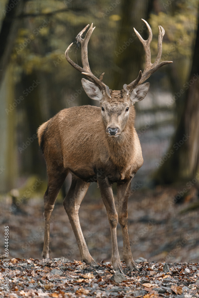 Portrait of Red deer in zoo Portrait of Red deer in zoo
