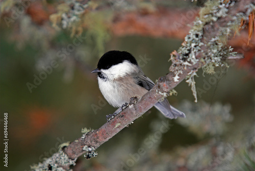 Mésange boréale,.Poecile montanus, Willow Tit photo