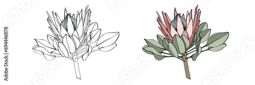 Illustration of a protea flower. African exotic plant. Flower bud in a simple style. Design prints on clothing, paper, cards, sticker, t-shirts, coloring book.