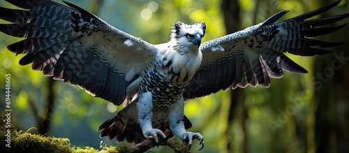 Enthusiastic harpy eagle prepared for hunting in Amazon rainforest trees. photo