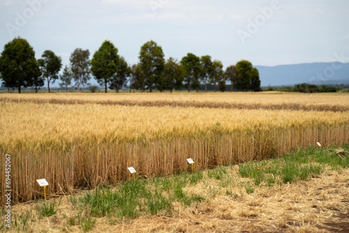 austrlian farming landscape of a wheat grain crop in a field in a farm growing in rows. growing a crop in a of wheat seed heads mature ready to harvest.