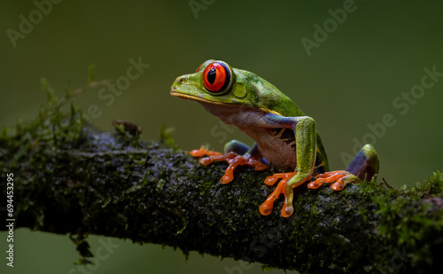 Red-eyed tree frog in Costa Rica 