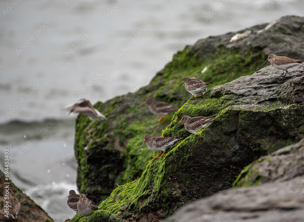 Purple Sandpiper