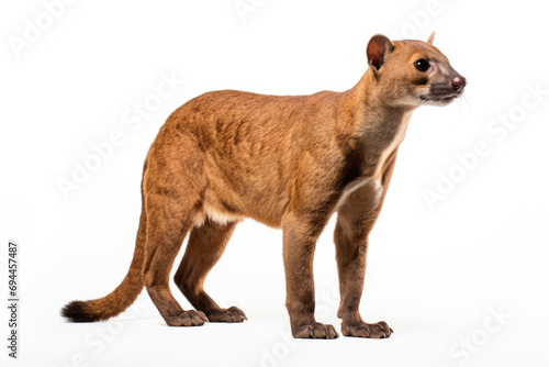 A fossa on a white background  showcasing its sleek and agile form