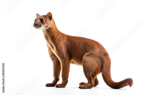 A fossa on a white background  showcasing its sleek and agile form