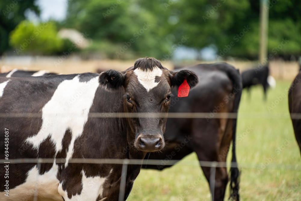 organic, regenerative, sustainable agriculture farm producing stud dairy cows. cattle grazing in a paddock. cow in a field on a ranch in springtime organic, regenerative, sustainable agriculture farm producing stud dairy cows. cattle grazing in a paddock. cow in a field on a ranch in springtime