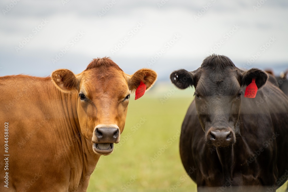 portrait Stud dairy cows grazing on grass in a field, in Australia. breeds include Friesian, Holstein, Jersey stud