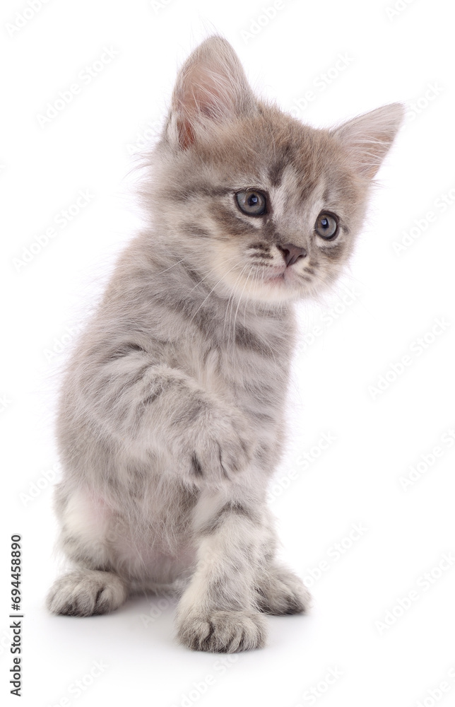 Kitten on white background.