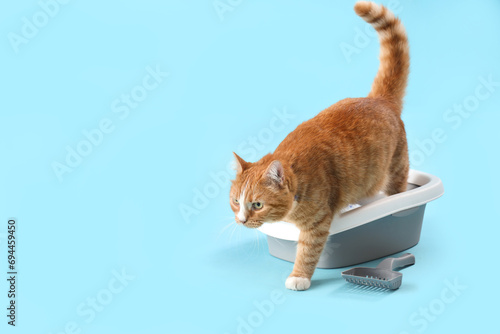 Cute ginger cat with litter box on blue background photo