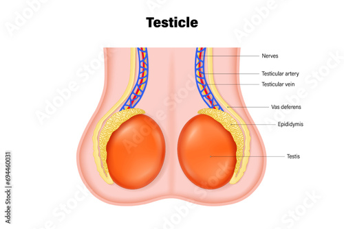 Testicular anatomy. Anatomy of the testis. Structures of testicles. Male reproductive system.