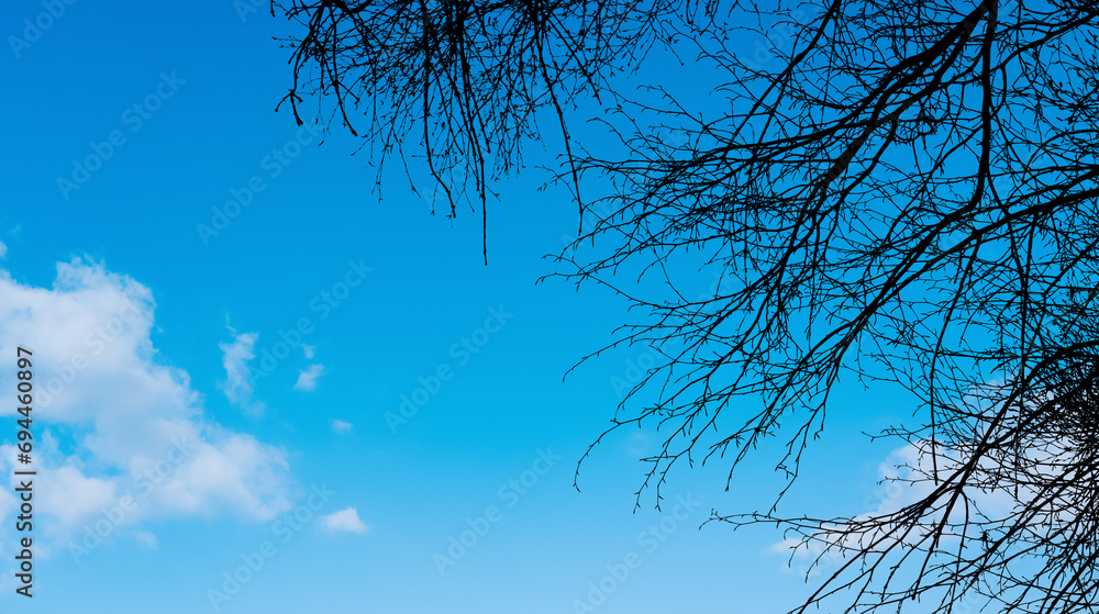 Blue Sky and Fluffy Clouds with Tree branches silhouette,Clear Sky in Sunny day early spring,Horizon Beautiful Nature for Environmental or Earth Day Banner Blue Sky and Fluffy Clouds with Tree branches silhouette,Clear Sky in Sunny day early spring,Horizon Beautiful Nature for Environmental or Earth Day Banner