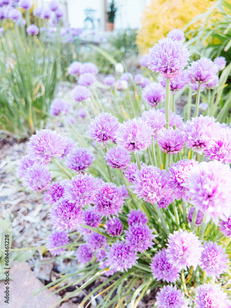 Obraz premium bouquet of purple onion chive plants