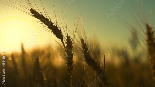 Ripe ear of wheat ripen in summer field in sun  close-up Growing wheat grain  farmers field. Big harvest of wheat. Ecologically clean wheat grain grown on fertile land. Agricultural industry  business