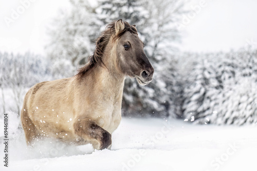 A beautiful konik horse gelding running across a snowy winter landscape outdoors
