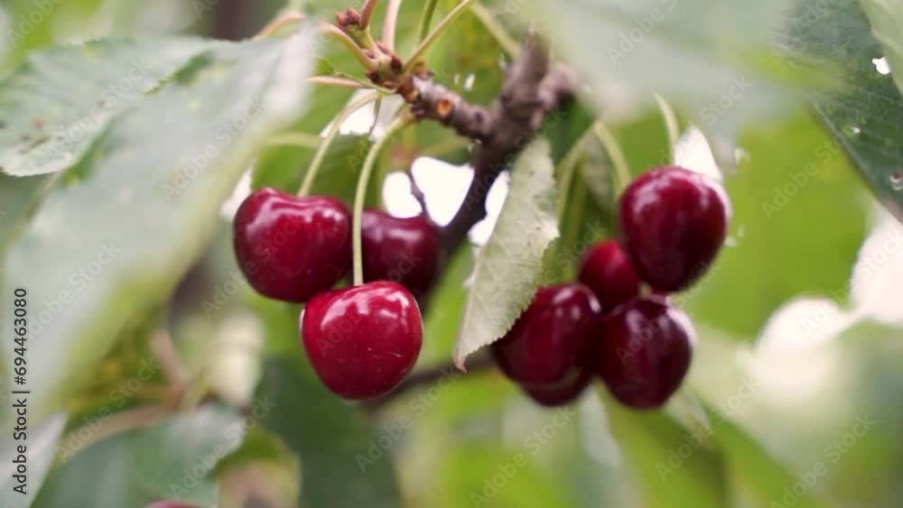 Branch of ripe cherries on a tree in a garden Branch of ripe cherries on a tree in a garden