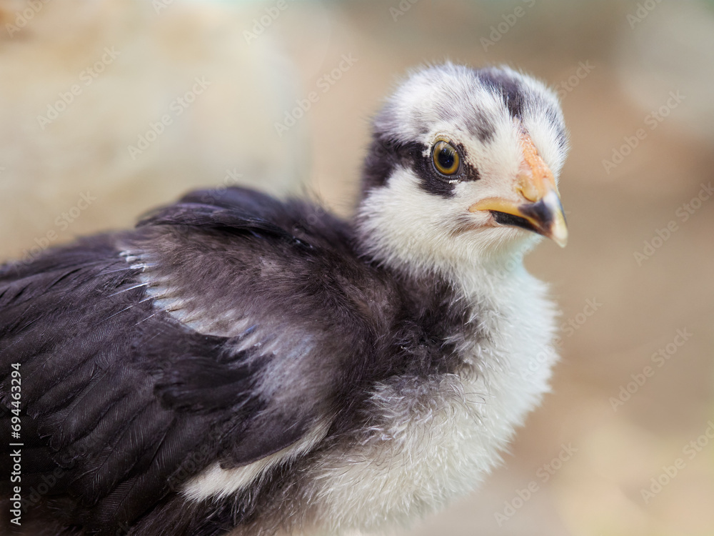 Fototapeta premium Young black yellow chick isolated on blurred background