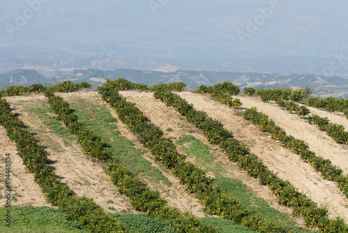 Before harvesting, a lemon orchard established on sloppy land  photo