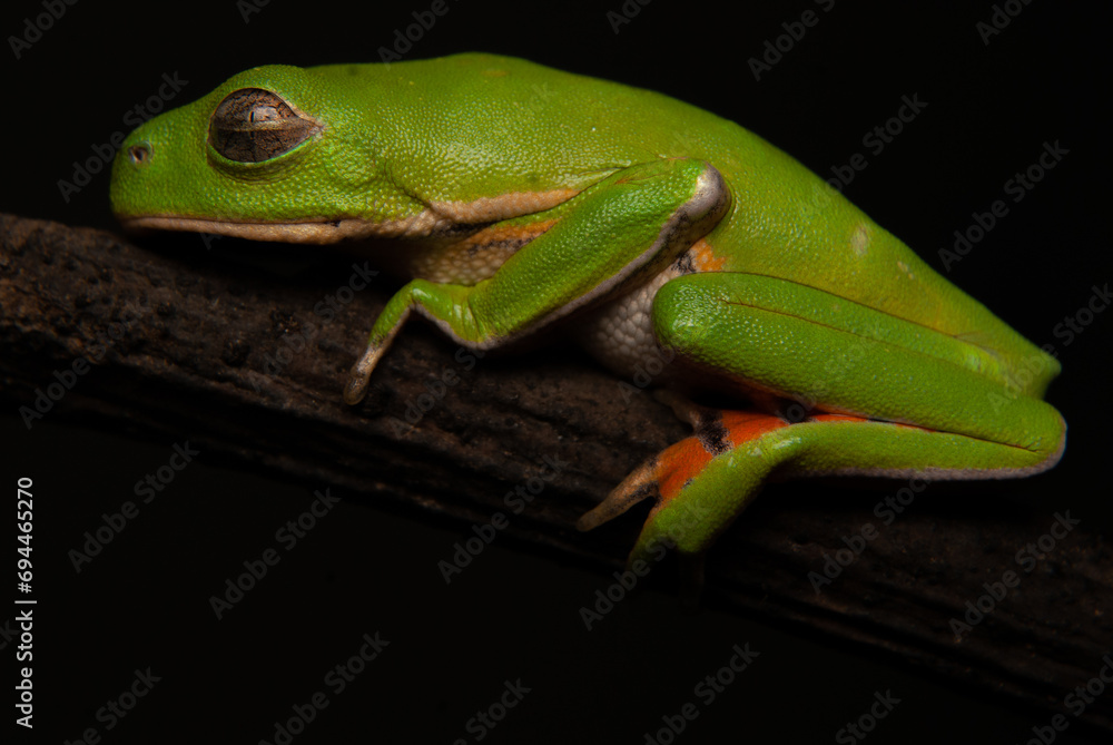 Obraz premium Anfíbios do Brasil