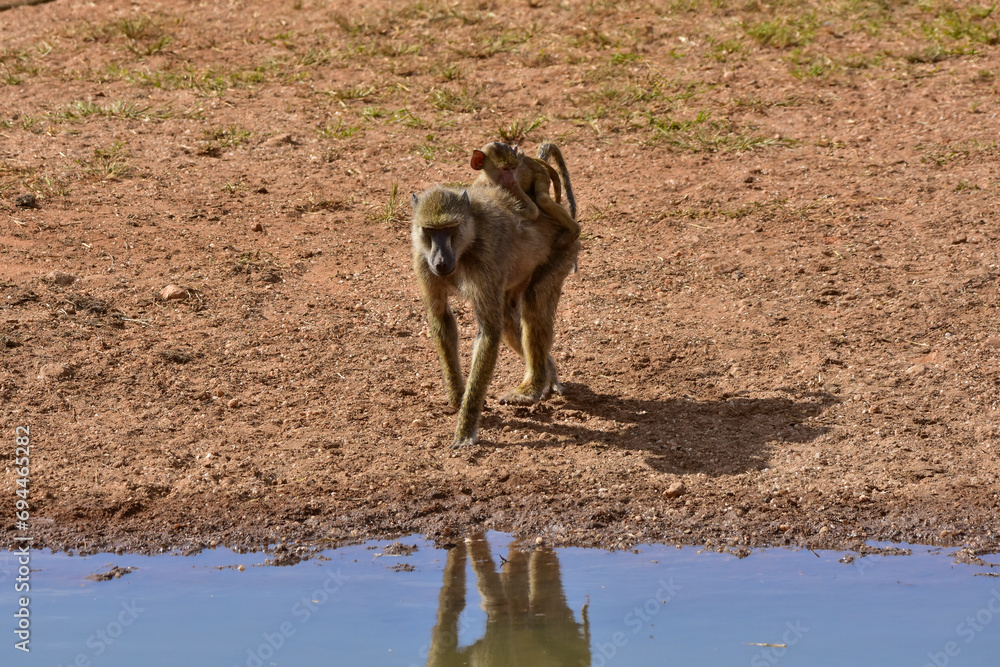 A mother baboon with her baby at a watering hole in a national park in Kenya. A mother baboon with her baby at a watering hole in a national park in Kenya.