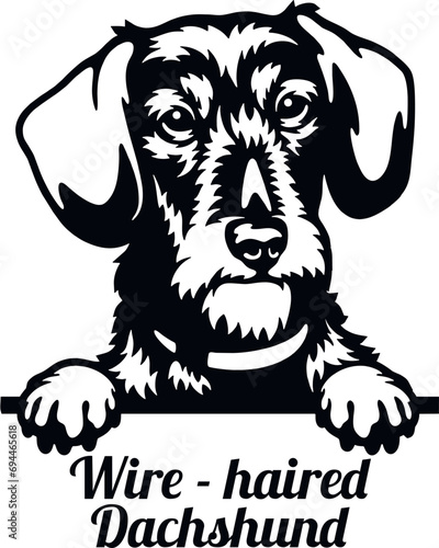 Wire - haired dachshund - Color Peeking Dogs - breed face head isolated on white