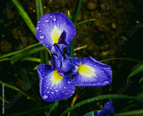 iris sibirica, viene dalla famiglia delle iridacee, arriva a un altezza tra i 60/70 centimetri, il suo periodo di fioritura è tra maggio e giugno photo
