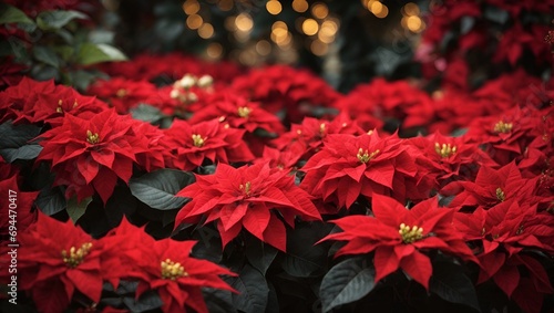 beautiful poinsettia and space for text on blurred background, traditional Christmas flower, bokeh lights photo