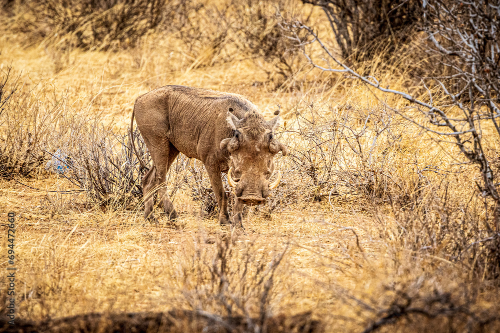 Fototapeta premium warthog in the savannah