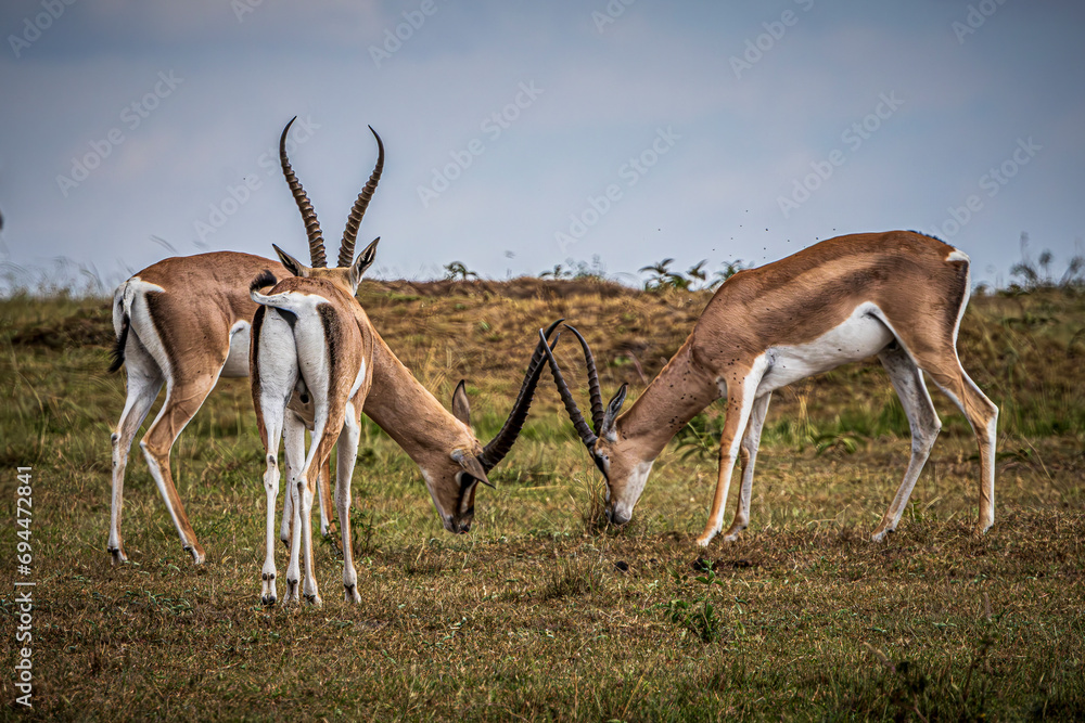 Naklejka premium gazelles