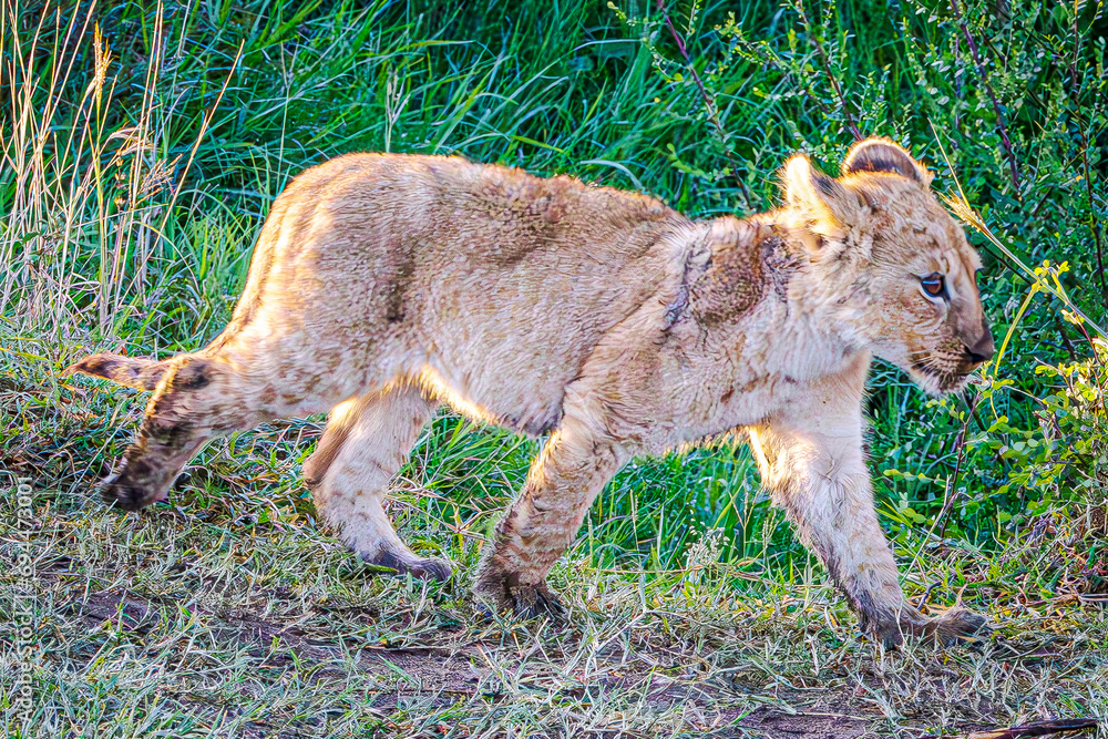 Naklejka premium lions