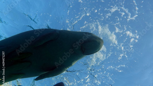 Dugong  dugong dugon  or seacow in the Red Sea. Dugong. Baby dugong from the bay of Marsa Mubarak . 