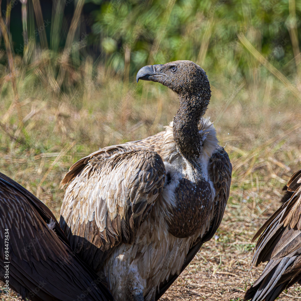 Fototapeta premium vulture
