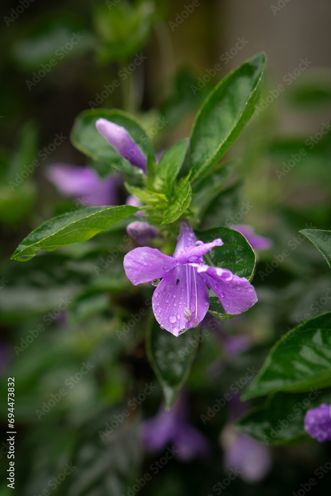 Water Dew Drop on a Fresh Flower Petal Water Dew Drop on a Fresh Flower Petal