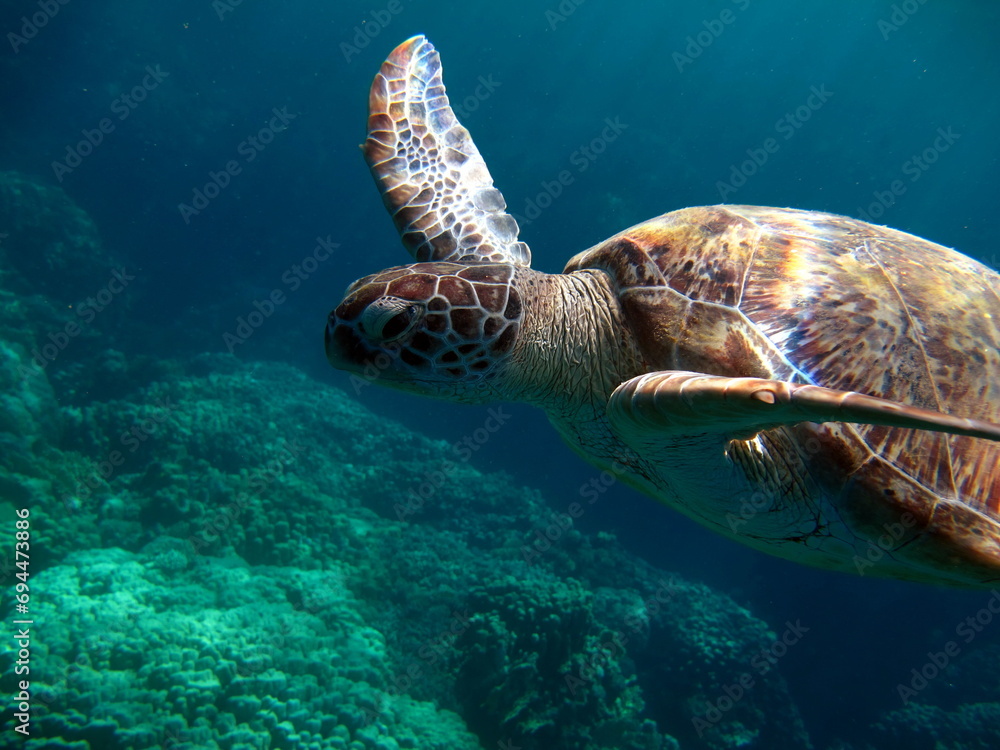 Obraz premium Green turtles are the largest of all sea turtles. A typical adult is 3 to 4 feet long and weighs between 300 and 350 pounds.