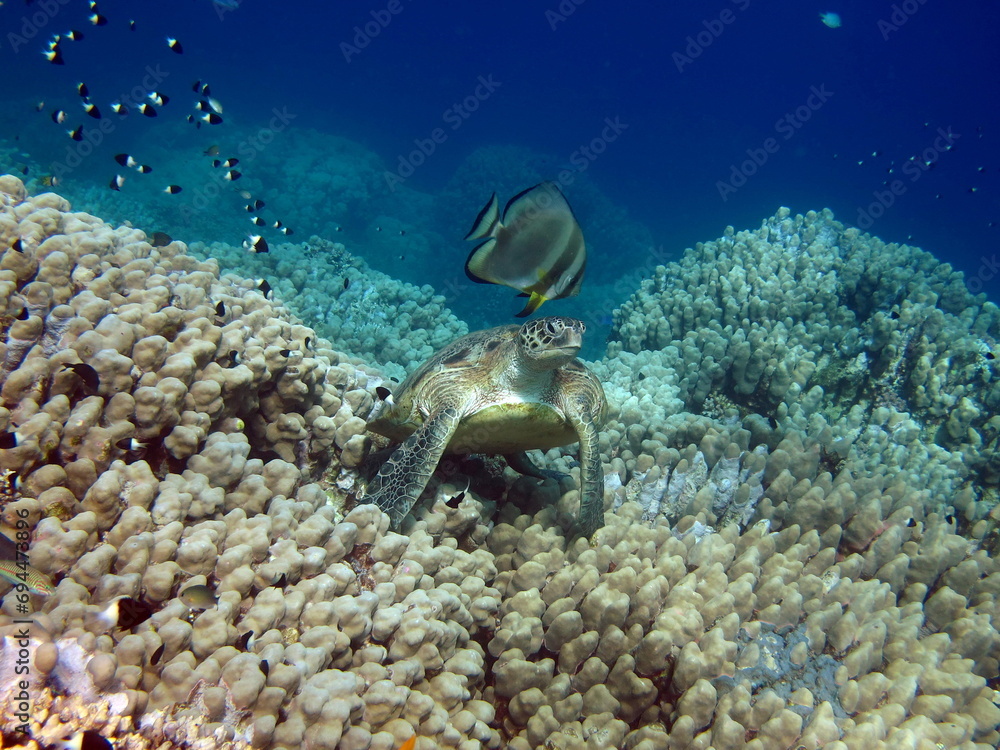 Fototapeta premium Green turtles are the largest of all sea turtles. A typical adult is 3 to 4 feet long and weighs between 300 and 350 pounds.