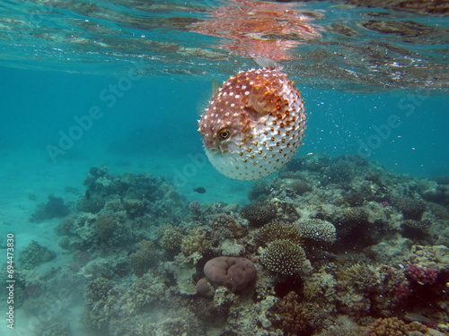 Fish hedgehog. Yellow-spotted cyclicht - grows up to 34 cm, feeds on crustaceans and molluscs. In case of danger, it takes the form of a ball, bristling spines.