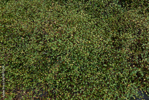 Muehlenbeckia complexa plant close up photo