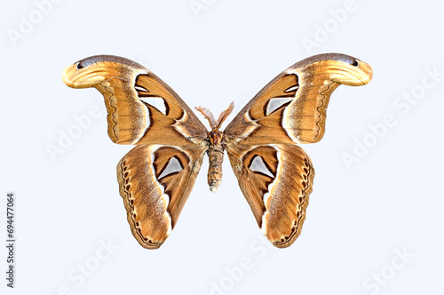 Wing upperside of the Atlas moth (Attacus atlas), is a large saturniid moth endemic to the forests of Asia. The Atlas moth is one of the largest lepidopterans in the world. photo