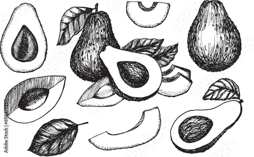 Sketch of avocado fruits and leavs. Hand drawn illustration.